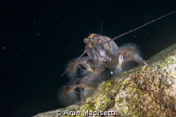 Bamboo shrimp filterfeeding at the base of a waterfall. by Arun Madisetti 